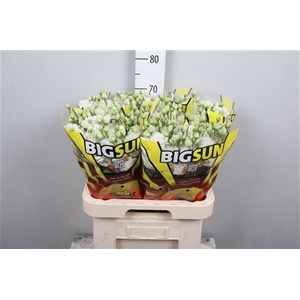 Eus G Alissa Pure White
