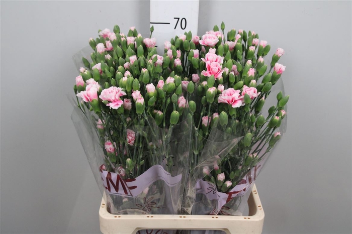 <h4>Di Tr Fancy Frill</h4>