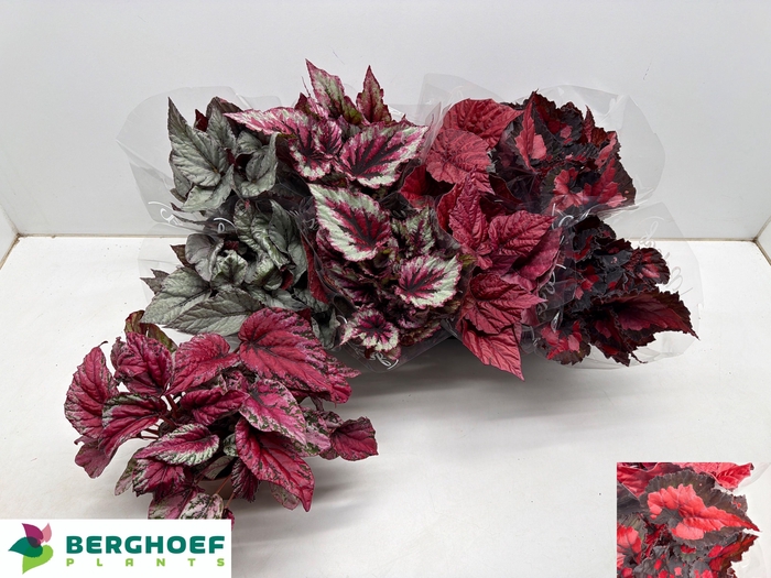 <h4>BEG BEL GEM</h4>