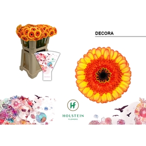 Germini Decora Water