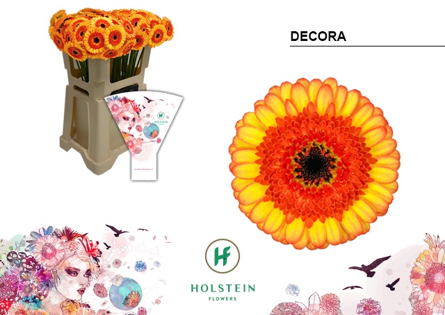 Germini Decora Water x60