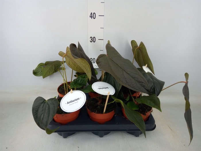 <h4>Anthurium   ...</h4>