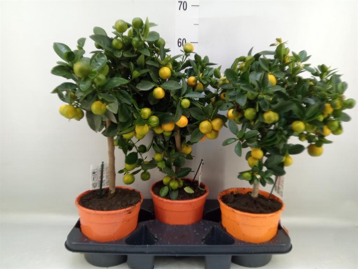 <h4>Citrus   ...</h4>