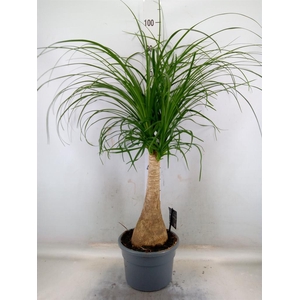 Beaucarnea recurvata