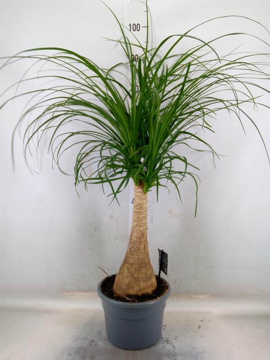 <h4>Beaucarnea recurvata</h4>