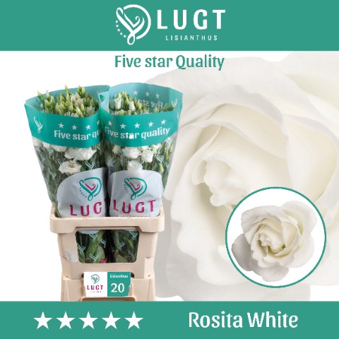 <h4>Lisianthus Rosita White</h4>