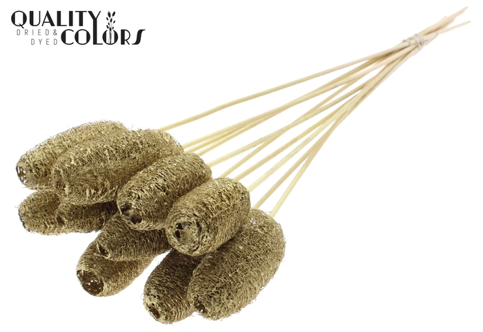 Luffa Mini on stem Gold
