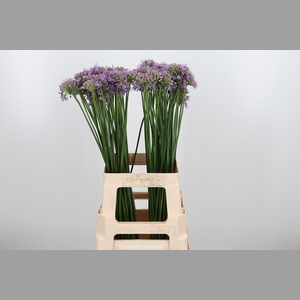 Allium Senescens