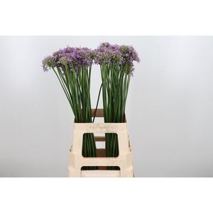Allium Senescens