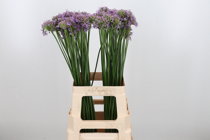 <h4>Allium Senescens</h4>