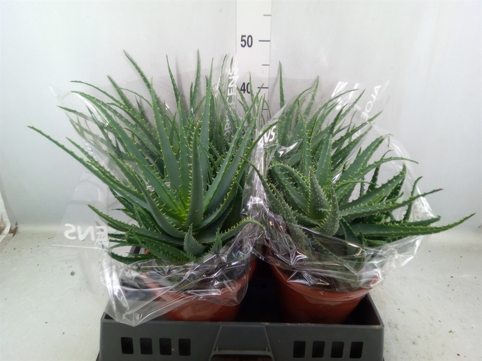 <h4>Aloe arborescens</h4>