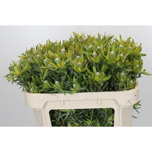 Leucadendron Pisa Spray