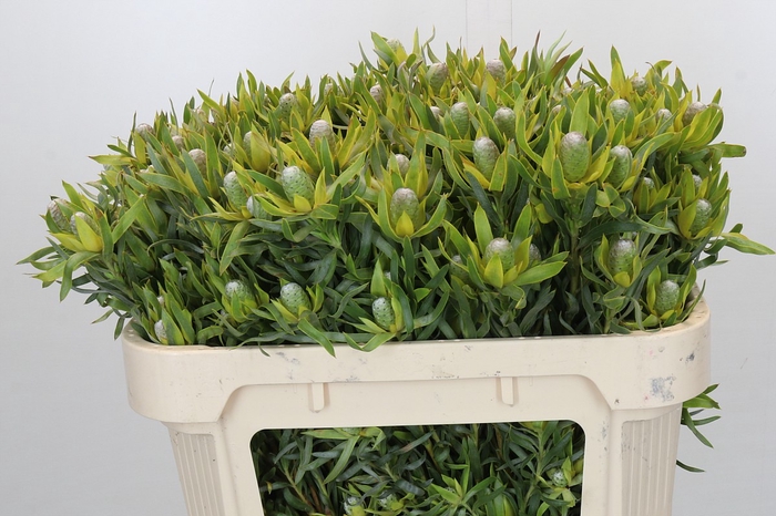 <h4>Leucadendron Pisa Spray</h4>