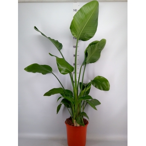 Strelitzia nicolai