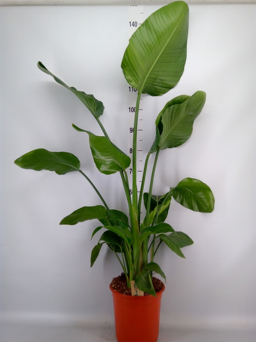 <h4>Strelitzia nicolai</h4>