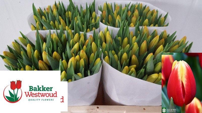 <h4>TU EN DOW JONES</h4>