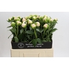 Paeonia Princess Bride
