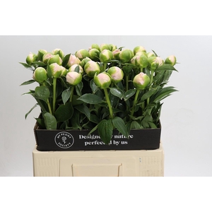 Paeonia Princess Bride