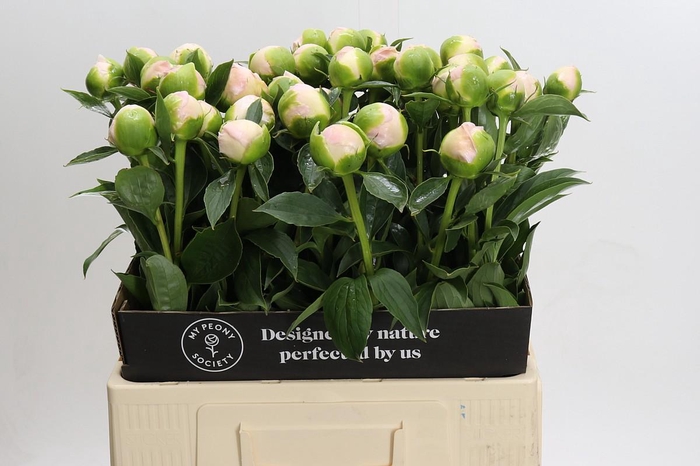 <h4>Paeonia Princess Bride</h4>