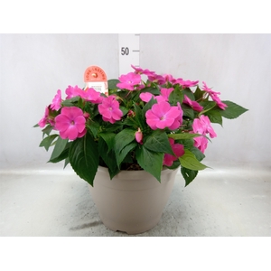 Impatiens NG 'Sunpatiens C Coral'