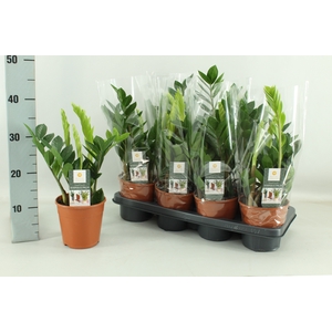 ZAMIO ZAMIIFOLIA