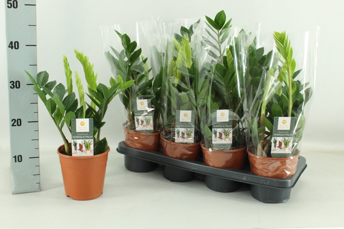 <h4>ZAMIO ZAMIIFOLIA</h4>