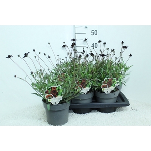 Cosmos atrosang.