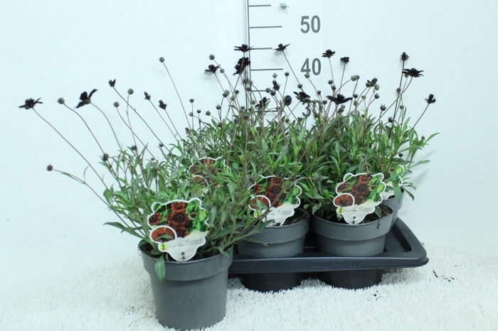 <h4>Cosmos atrosang.</h4>
