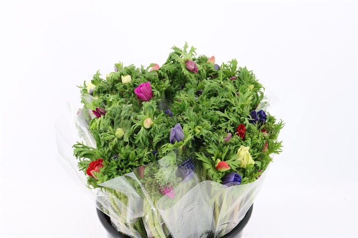 <h4>Anem Co Jerusal Mixed</h4>