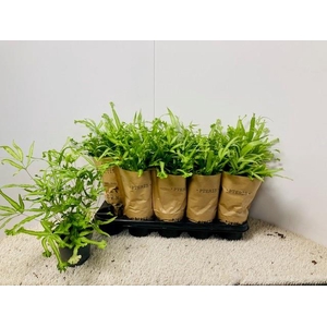PTERIS MAYI