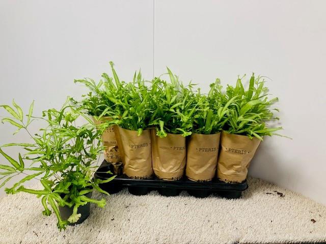 <h4>PTERIS MAYI</h4>