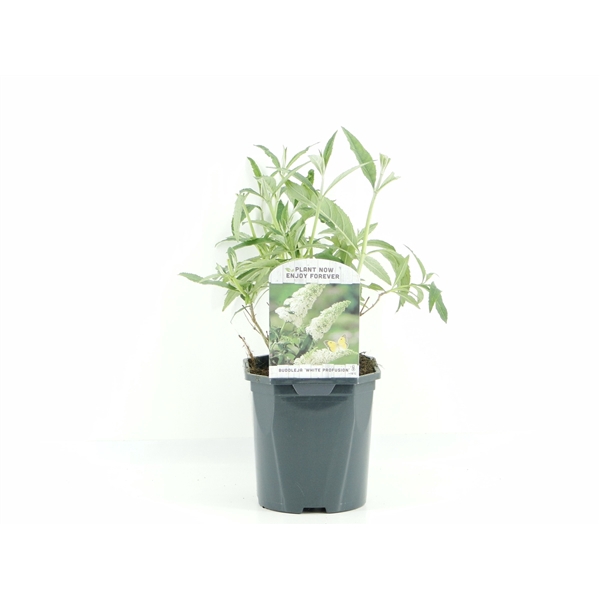 <h4>Buddleja dav. White Profusion</h4>