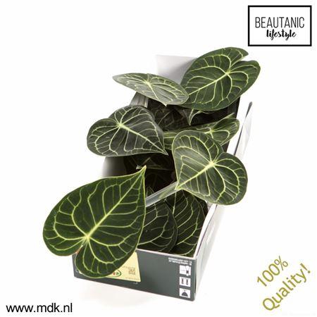 <h4>Anthurium Clarinervium X16</h4>