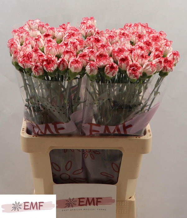 <h4>DI ST CORALIE</h4>