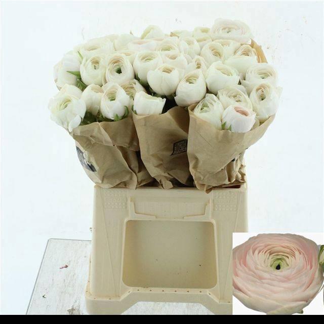 <h4>RAN SU HANOI</h4>