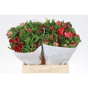 Anemone Co Red