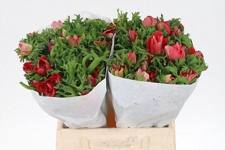 <h4>Anemone Co Red</h4>