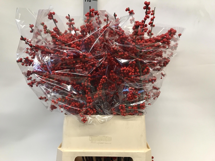 <h4>ILEX VE RODE BES</h4>