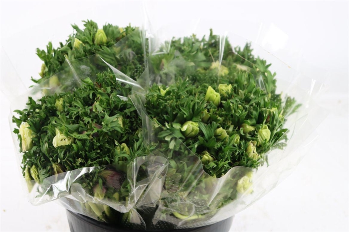 <h4>Anem Rainbow Happy</h4>