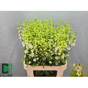 Consolida Q White Ex 90cm