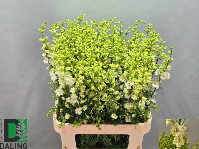 <h4>Consolida Q White Ex 90cm</h4>