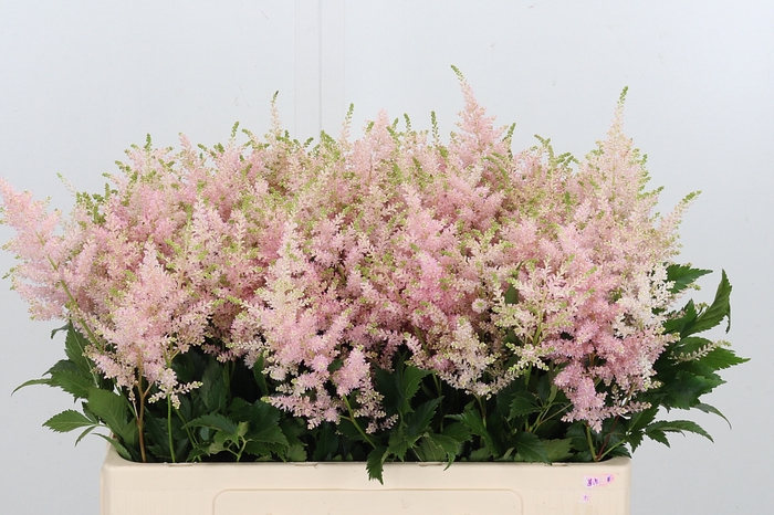 <h4>Astilbe Europa Roze</h4>