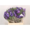 Anemone. Mistral Blue
