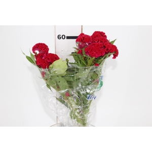 CELOSIA CARMINE CHIEF 060 CM VINHO