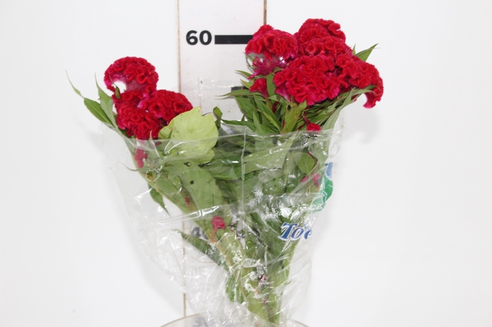 <h4>CELOSIA CARMINE CHIEF 060 CM VINHO</h4>