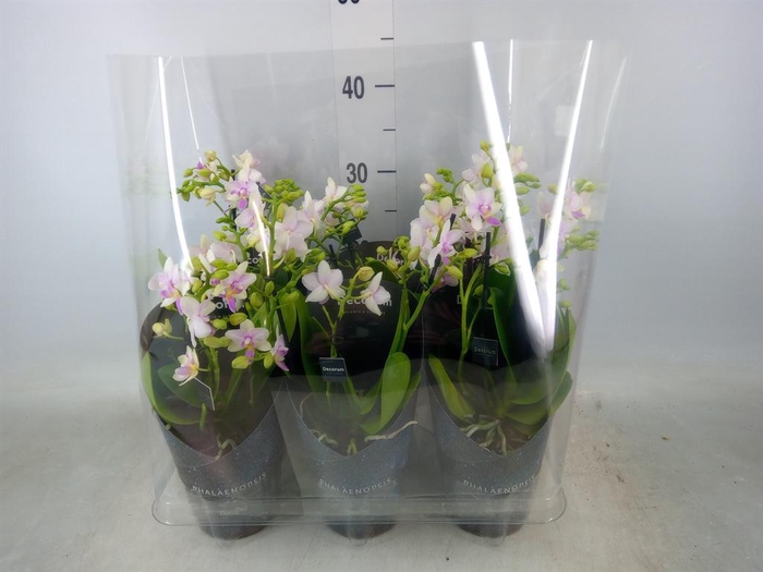 <h4>Phalaenopsis multi.   ...</h4>