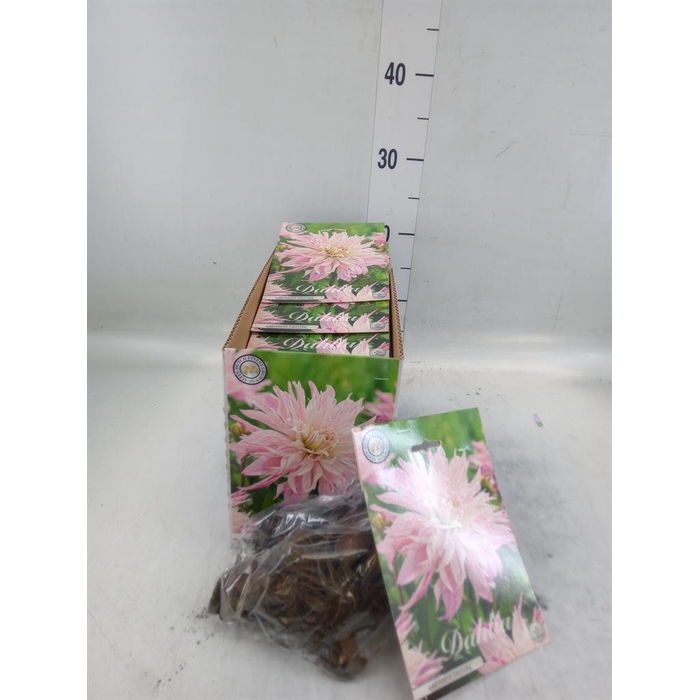 <h4>Dahlia   ...flowerbulbs</h4>