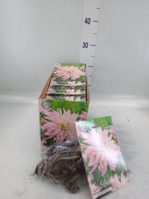 <h4>Dahlia   ...flowerbulbs</h4>