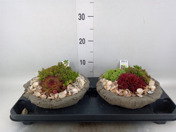 <h4>Arr.   Tuinplanten L%</h4>