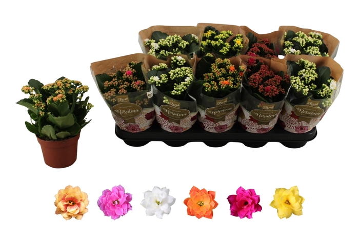 <h4>KAL GE RO GEM 6 KL</h4>